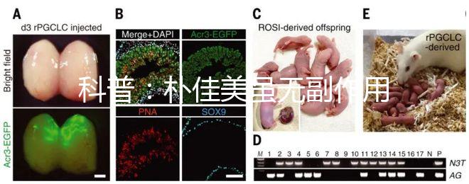 科普：樸佳美雖無副作用，但也不能和同類型藥品同吃