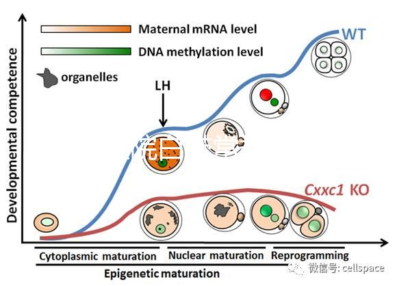 華西醫(yī)院白帶常規(guī)費(fèi)用真心貴，事后不憑醫(yī)保報(bào)銷虧大發(fā)
