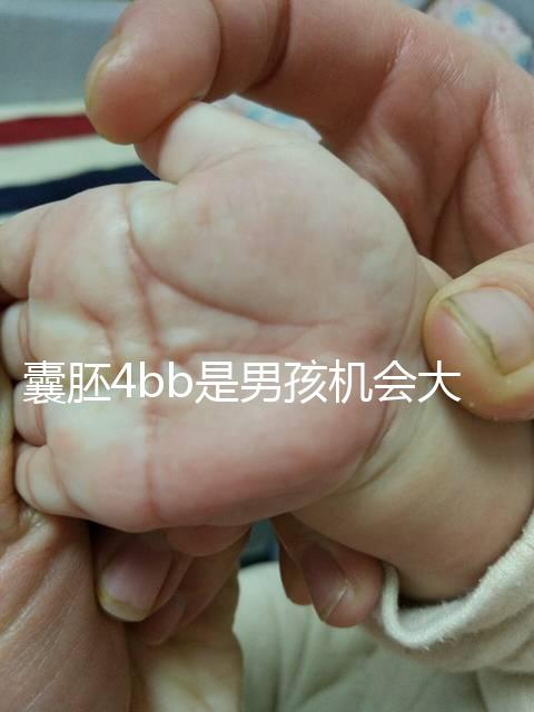 囊胚4bb是男孩機會大嗎？生男生女概率都只有50%