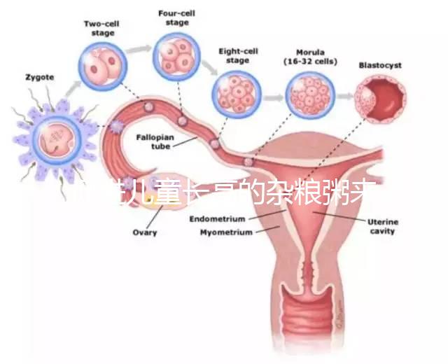 促進(jìn)兒童長(zhǎng)高的雜糧粥來了，世界公認(rèn)最快長(zhǎng)個(gè)早餐快安排