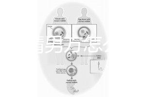 人工授精男方怎么取精？2種取精過程分別適合不同人群