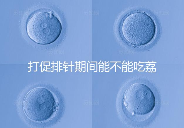 打促排針期間能不能吃荔枝看月份，想促進卵泡發育別亂食用