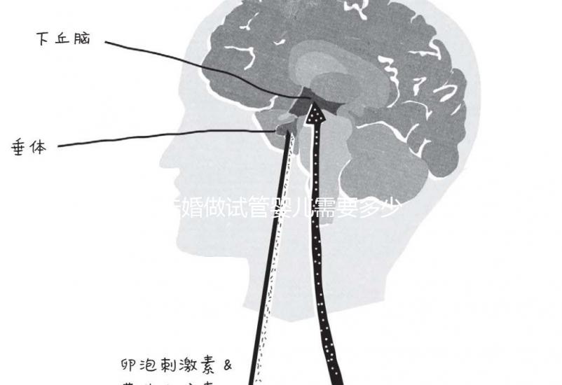 未婚做試管嬰兒需要多少錢？公立醫(yī)院費用大概在3-12萬