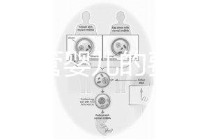 泰國試管嬰兒的費用（泰國試管嬰兒的費用是多少？）
