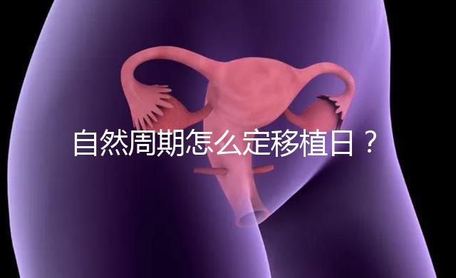 自然周期怎么定移植日？看排卵時間！胚胎或囊胚移植都不同！