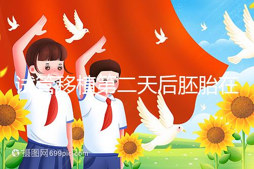 試管移植第二天后胚胎在干嘛！子宮內游走居無定所