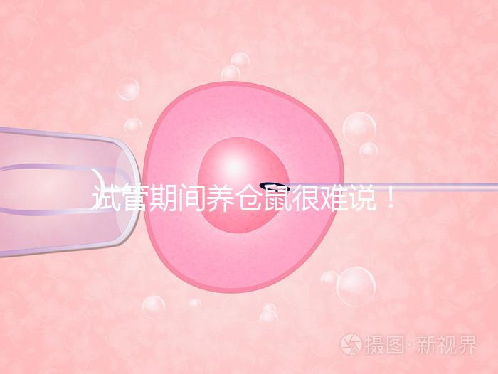 試管期間養(yǎng)倉鼠很難說！先了解對胎兒的影響再決定！