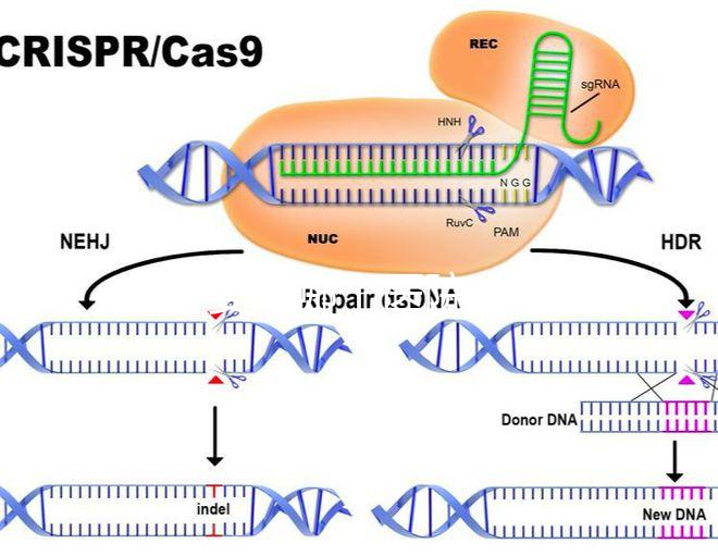 試管嬰兒哪個醫院成功率高（廈門試管嬰兒哪個醫院成功率高）